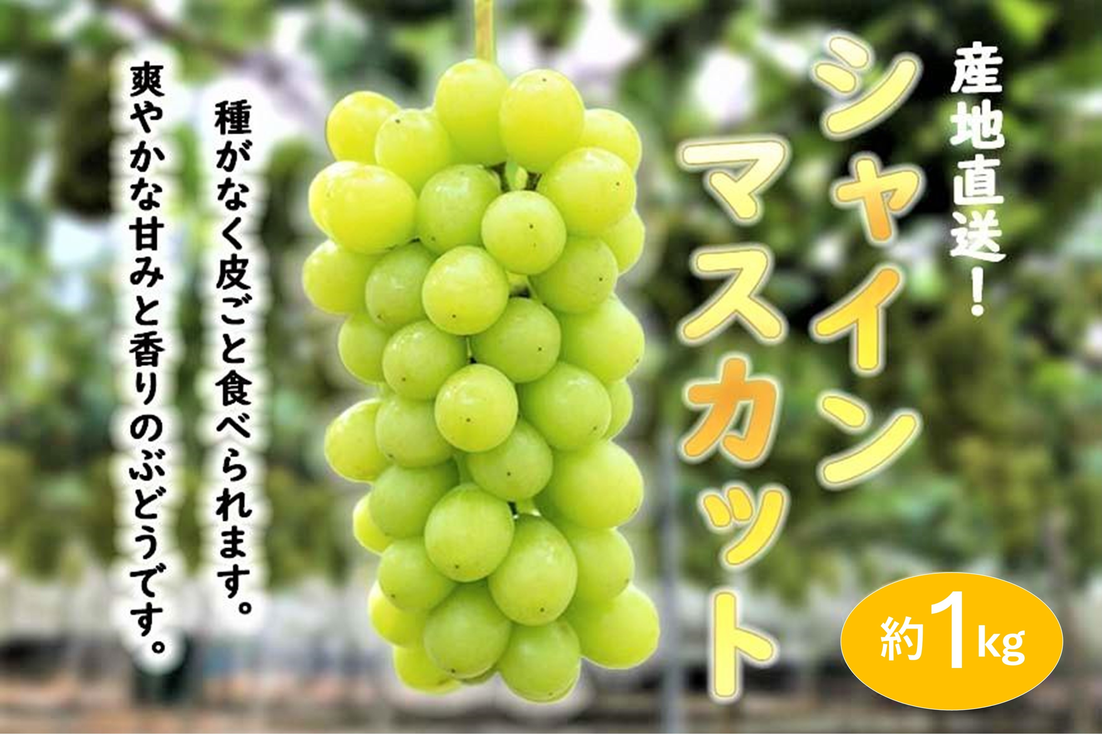 ★お届けは2026年8月から！★ 　産地直送 シャインマスカット約1キロ入り