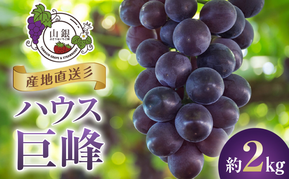 ★お届けは2026年8月から！★産地直送ハウス巨峰約2kg