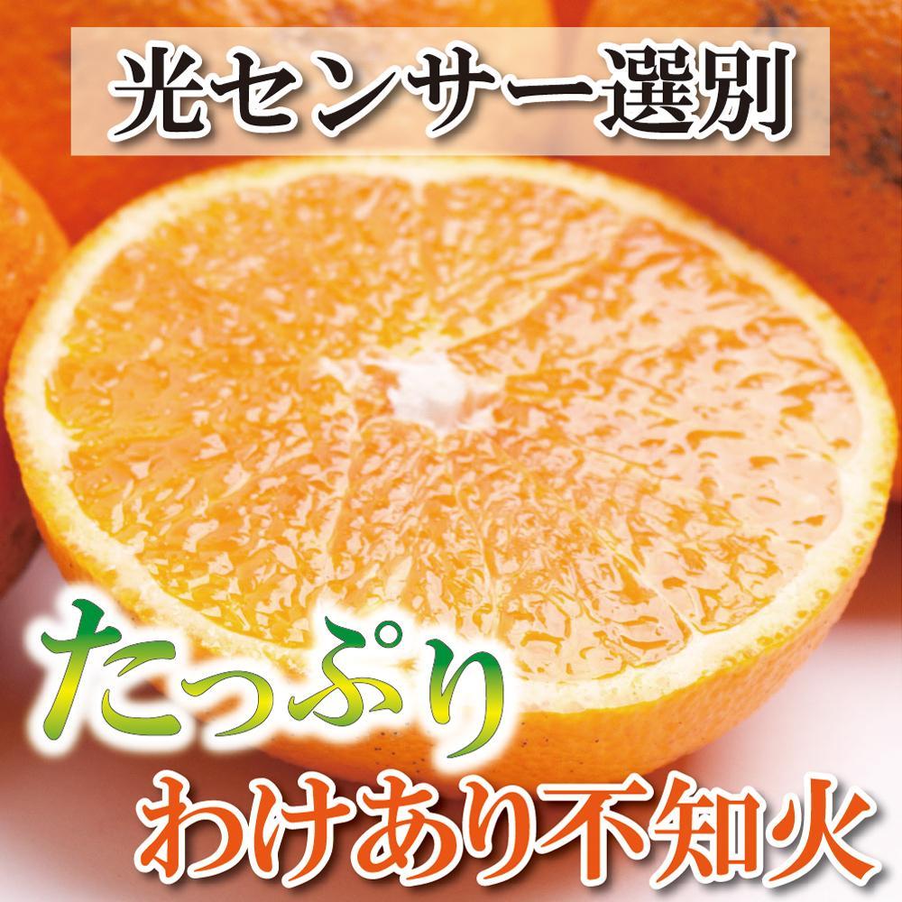 ＜2月より発送＞家庭用 不知火2.5kg+75g（傷み補償分）【デコポンと同品種・人気の春みかん】【わけあり・訳あり】【光センサー選別】