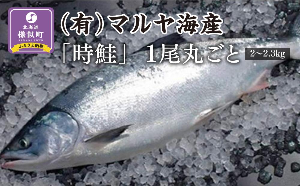 「時鮭」1尾丸ごと（2～2.3kg）【2023年5月より発送】