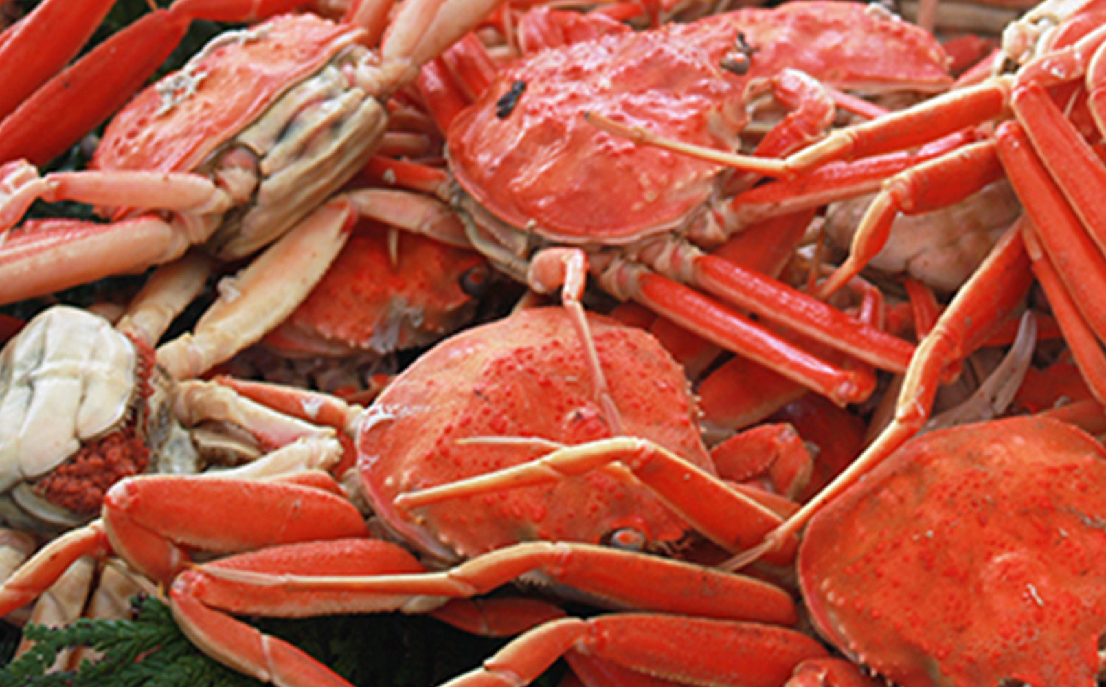 香箱ガニ　10杯　ボイル