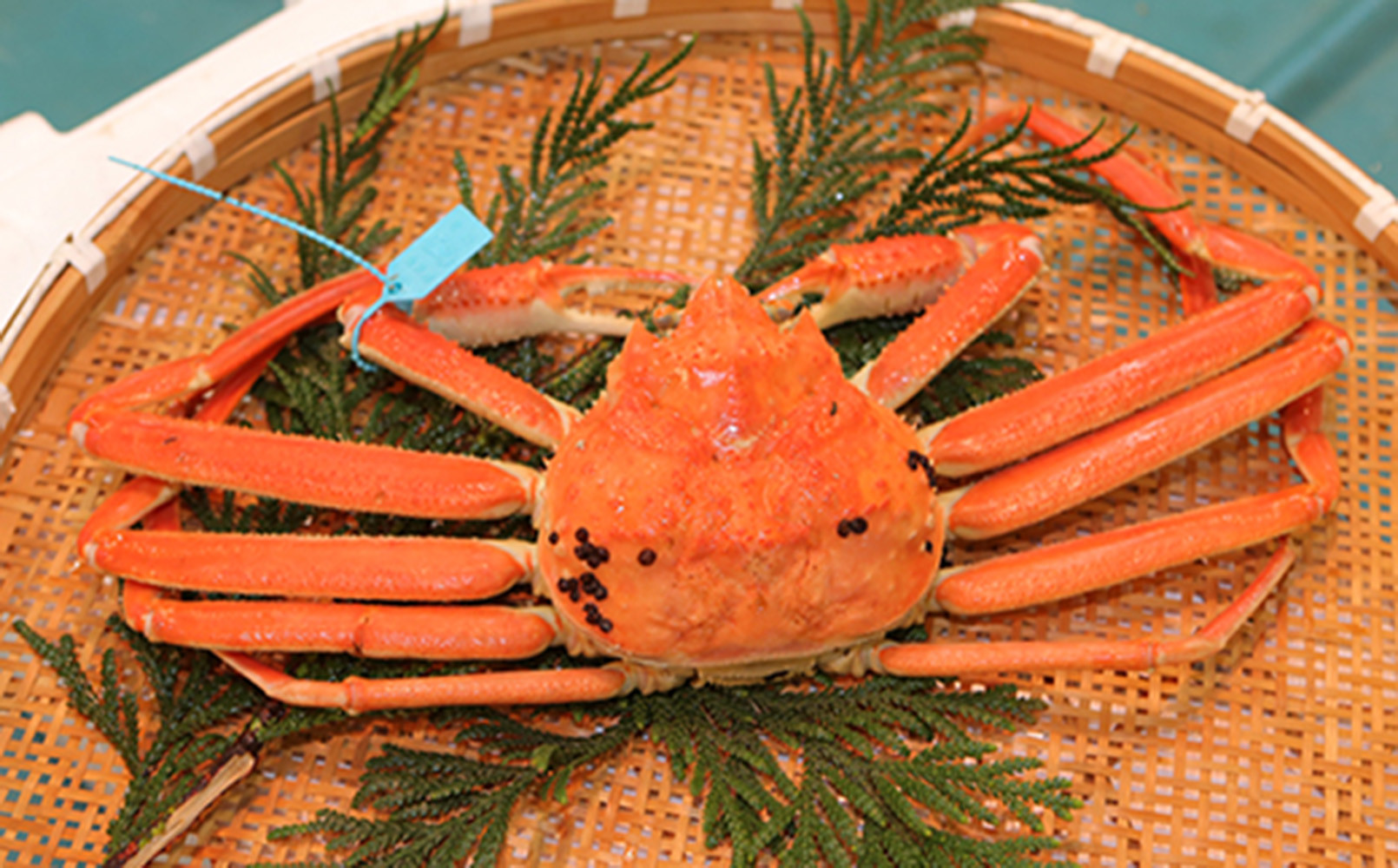 加能ガニ（大）　ボイル