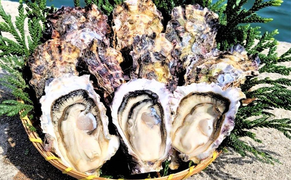 能登穴水の牡蠣（殻付き）　加熱用　5kg