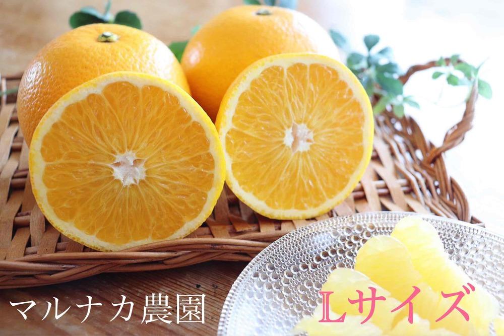 ◆【先行予約2022年12月以降発送】マルナカ農園の果汁たっぷりジューシーな八朔約５kg・Lサイズ