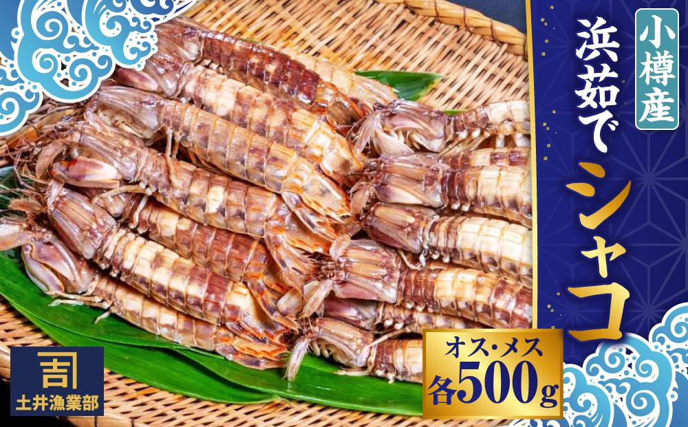 小樽産 漁師直送 浜茹で シャコ (冷凍) オス・メス 各500g 計1kg(各8匹～)