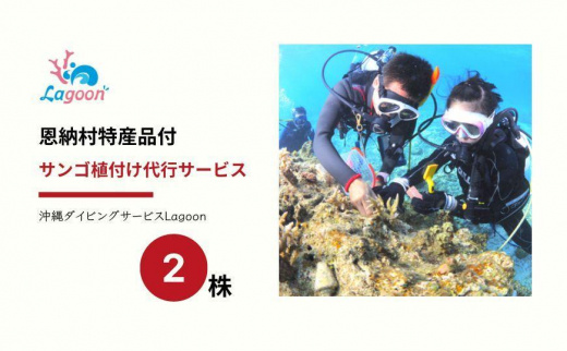 サンゴ植付け代行サービス２株【恩納村ラグーン】