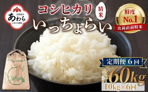 【令和6年産新米】【一等米】《定期便6回》いっちょらい 精米 10kg（計60kg） ／ 福井県産 ブランド米 コシヒカリ ご飯 白米 新鮮 大賞 受賞 新米 福井県あわら産