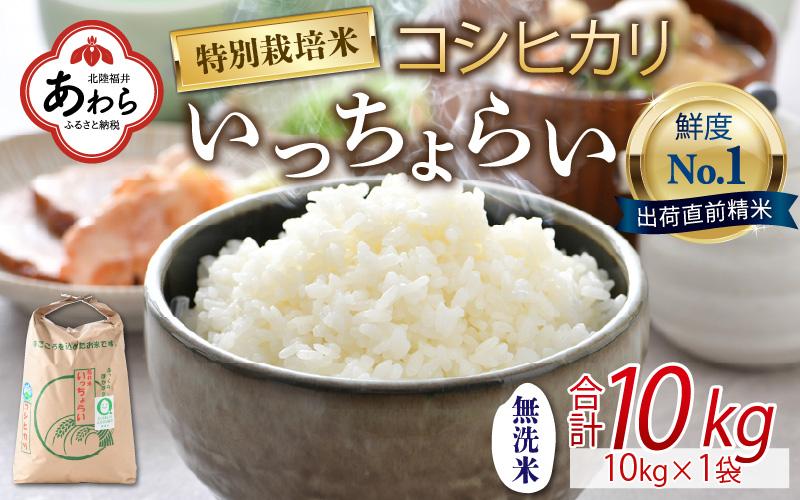 令和6年産 新米】【一等米】特別栽培米いっちょらい 無洗米 10kg×1袋 ／ 福井県産 ブランド米 コシヒカリ ご飯 白米 新鮮 大賞 受賞 |  JTBのふるさと納税サイト [ふるぽ]