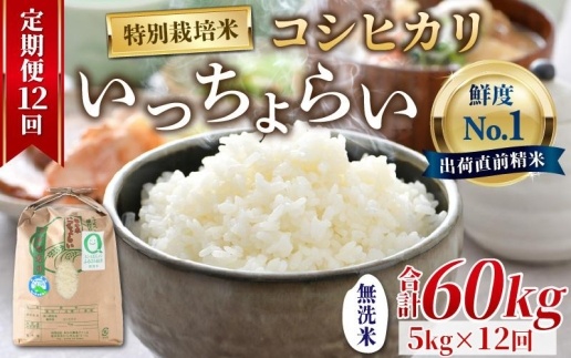 【令和5年産】《定期便12回》特別栽培米 いっちょらい 無洗米 5kg（計60kg）／ 福井県産 ブランド米 コシヒカリ ご飯 白米 新鮮 大賞 受賞  新米