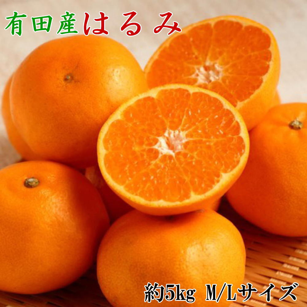 ［厳選・濃厚］紀州有田産のはるみ約5kg(M～Lサイズおまかせ)&nbsp;★2027年1月下旬頃より順次出発送［TM28］