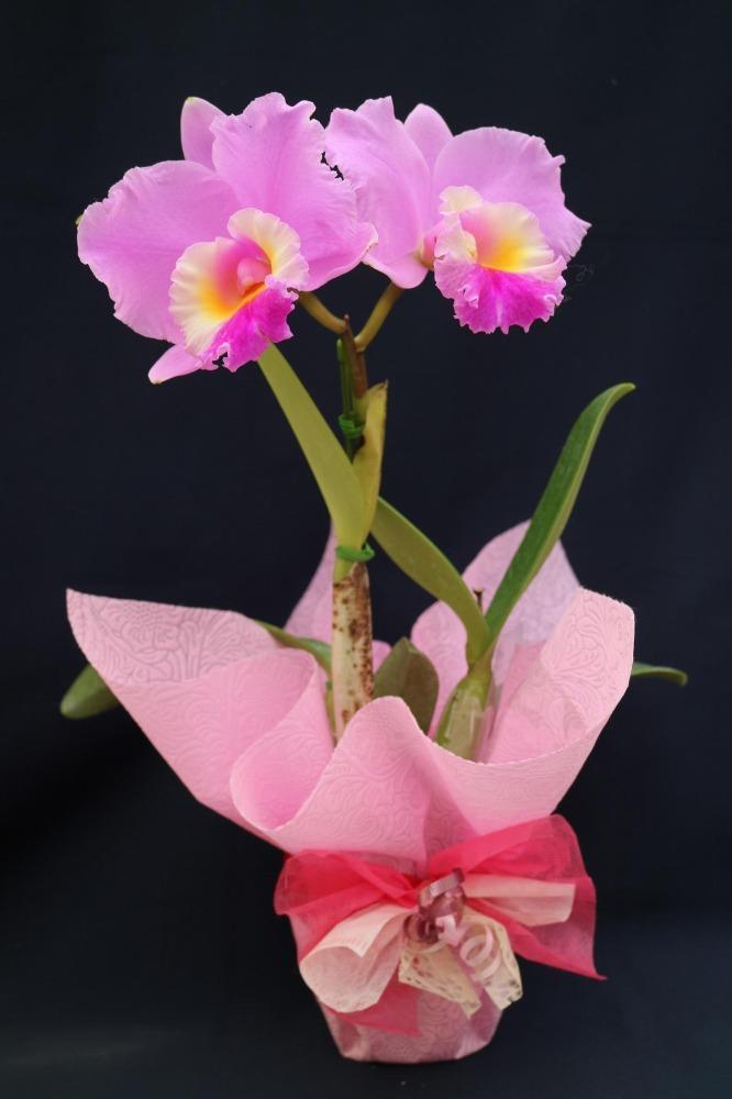【5月出荷　母の日に！】感謝の気持ちを込めて～ 愛情いっぱい洋蘭・カトレア鉢花大輪