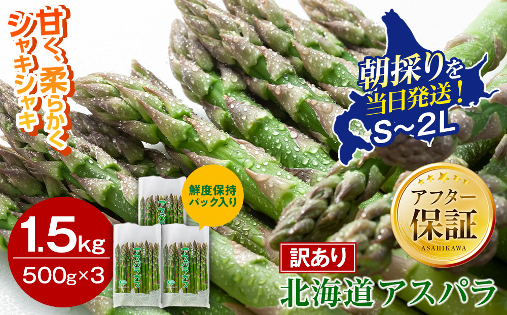 【2027年先行予約】【訳あり】露地物朝採りアスパラ&nbsp;1.5kg（500g×3）鮮度保持フィルム入り（5月中旬発送開始予定）【&nbsp;アスパラ&nbsp;アスパラガス&nbsp;朝採り&nbsp;とれたて&nbsp;野菜&nbsp;旬&nbsp;小分け&nbsp;保存&nbsp;産直&nbsp;産地直送&nbsp;お取り寄せ&nbsp;旭川市&nbsp;北海道&nbsp;】_01589
