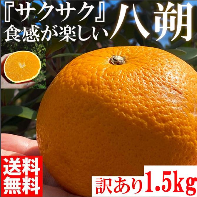 【有田川町】みかん はっさく 八朔 1500g 訳あり  ブランド 和歌山 有田みかん ありだみかん