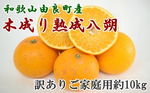 【産直】和歌山由良町産の木成り熟成八朔訳ありご家庭用約10kg（サイズ混合）★2025年3月中旬頃より順次発送【TM134】