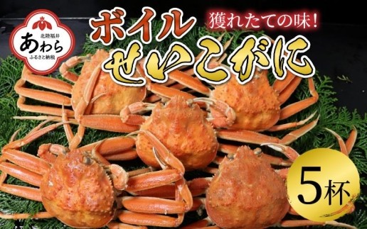 【年内発送】ボイルせいこがに 5杯 《2024年11月6日解禁！獲れたての味！》 ／【年内配送】 期間限定 茹で ボイル 冷蔵 蟹 カニ 福井県 あわら市 海鮮 冬 旬