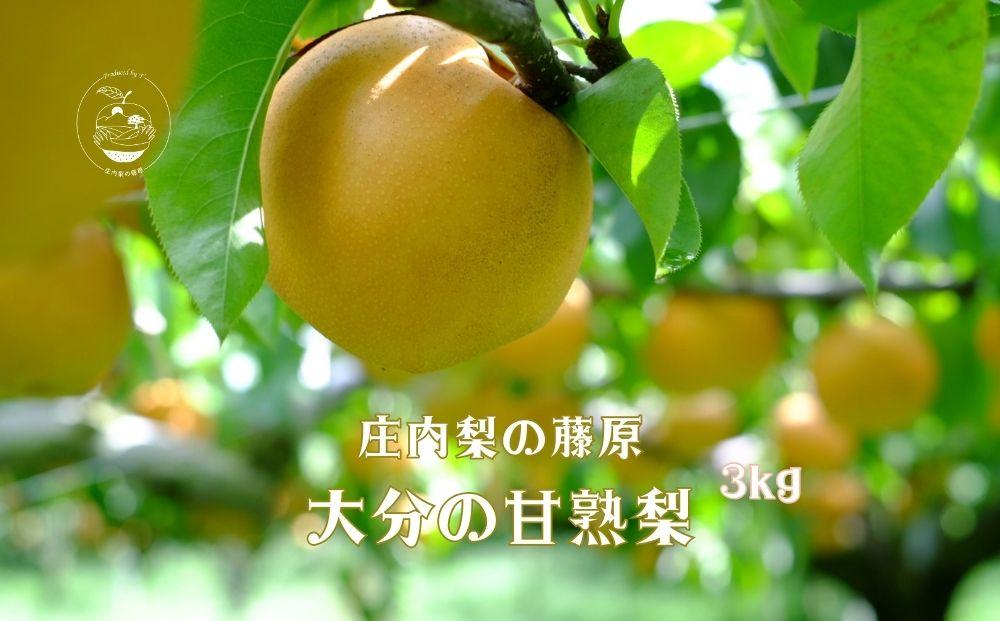 【約3kg】庄内梨の藤原　お楽しみセレクト　樹上完熟☆農家直送　8月上旬から発送　期間限定　大分県由布市特産品　＜庄内梨の藤原＞ | 期間限定 数量限定 季節限定 果物 フルーツ 梨 幸水 豊水 あきづき 新高 豊里 完熟 3kg 送料無料 湯布院 由布院 大分県 大分 九州 ゆふいん BR001