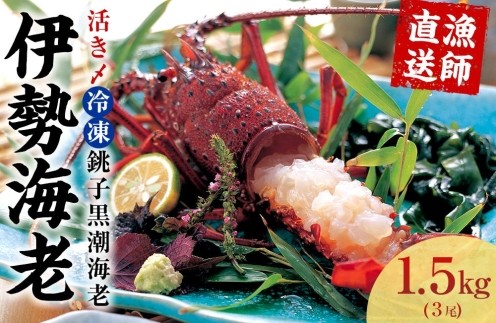 活き〆冷凍銚子黒潮海老（伊勢海老）500~600g　1.5kg（3尾）