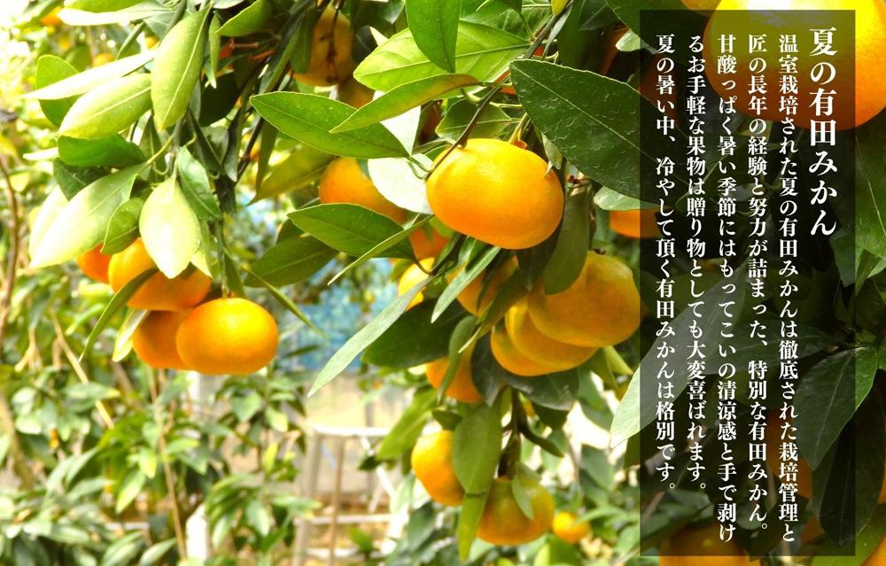 小玉【柑橘の大トロ・ハウスせとか特秀15玉入】和歌山 有田産 No.04