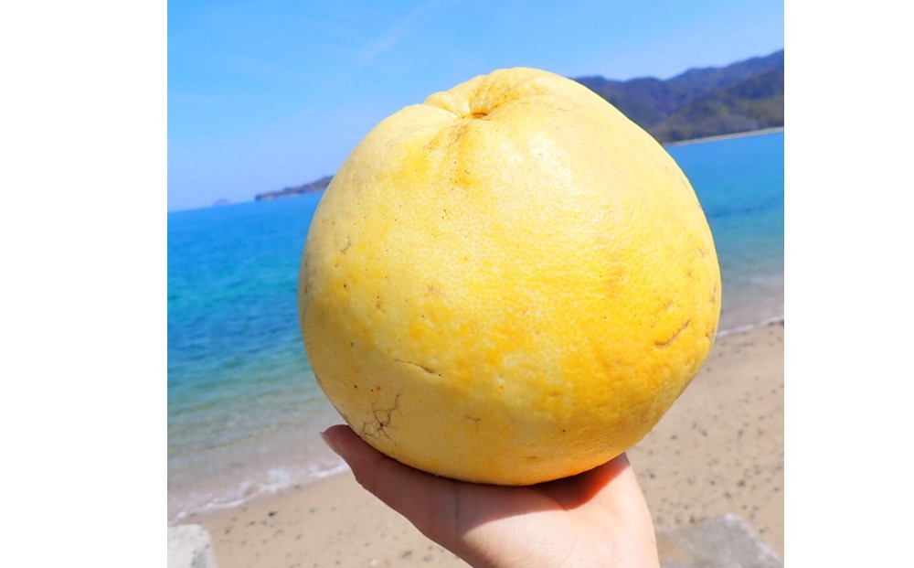 自然農　グレープフルーツ　4kg