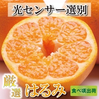 ＜2月より発送＞厳選 はるみ3kg+90g（傷み補償分）【デコポンの姉妹品種・新食感春みかん】【光センサー選別】