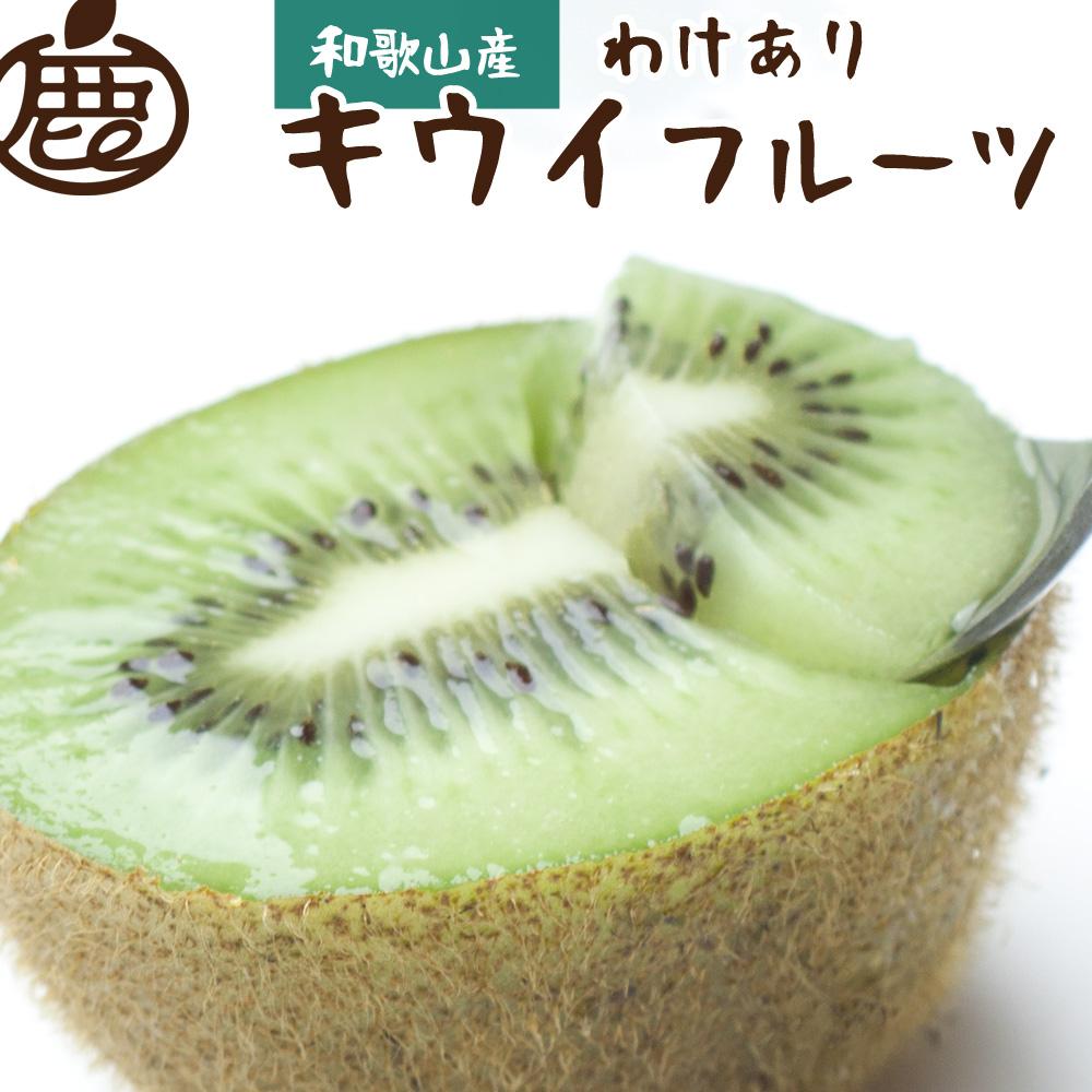 ＜11月より発送＞家庭用 キウイフルーツ1.5kg+45g（傷み補償分）【わけあり・訳あり・扁平果】