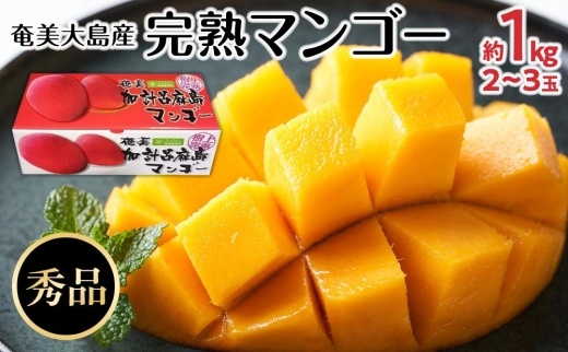 【2025年発送】奄美大島産　完熟マンゴー 約1キロ（2～3玉）