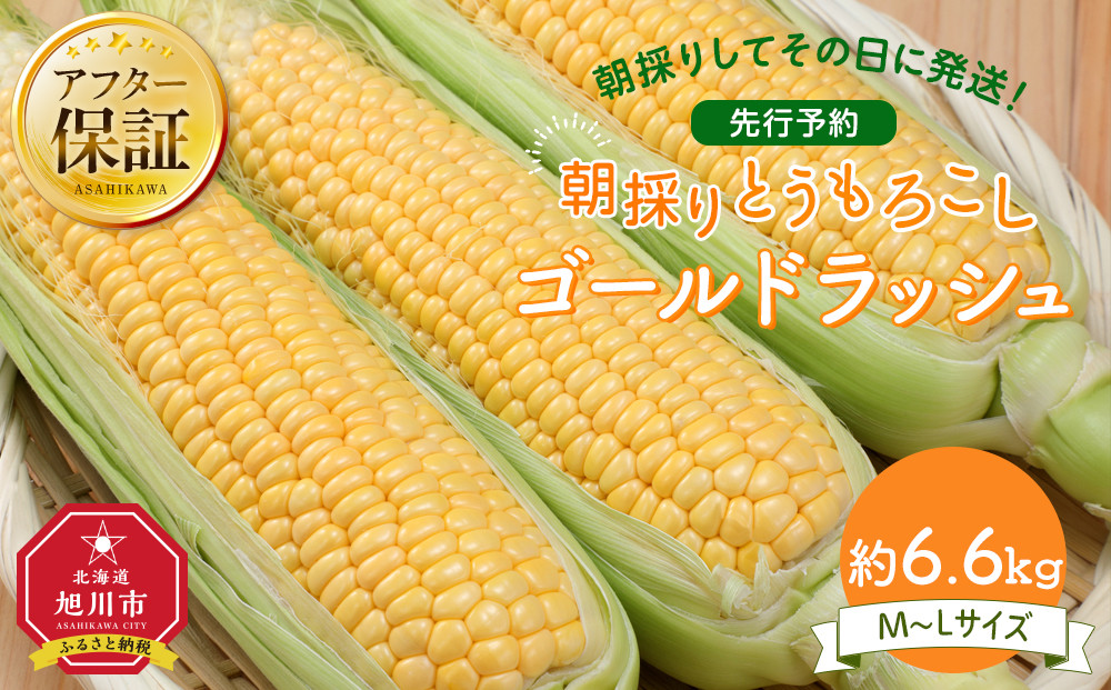 【26年先行予約】朝採り&nbsp;とうもろこし&nbsp;ゴールドラッシュ&nbsp;約6.6kg&nbsp;(M～Lサイズ×20本)(2026年8月中旬発送予定)&nbsp;【&nbsp;人気&nbsp;北海道産&nbsp;糖度&nbsp;生&nbsp;野菜&nbsp;スイートコーン&nbsp;産地直送&nbsp;バーベキュー&nbsp;BBQ&nbsp;コーン&nbsp;旬&nbsp;お取り寄せ&nbsp;旭川市&nbsp;北海道&nbsp;】_01708