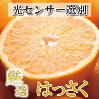 ＜1月より発送＞厳選 はっさく5.5kg+165g（傷み補償分）【八朔みかん・ハッサク】