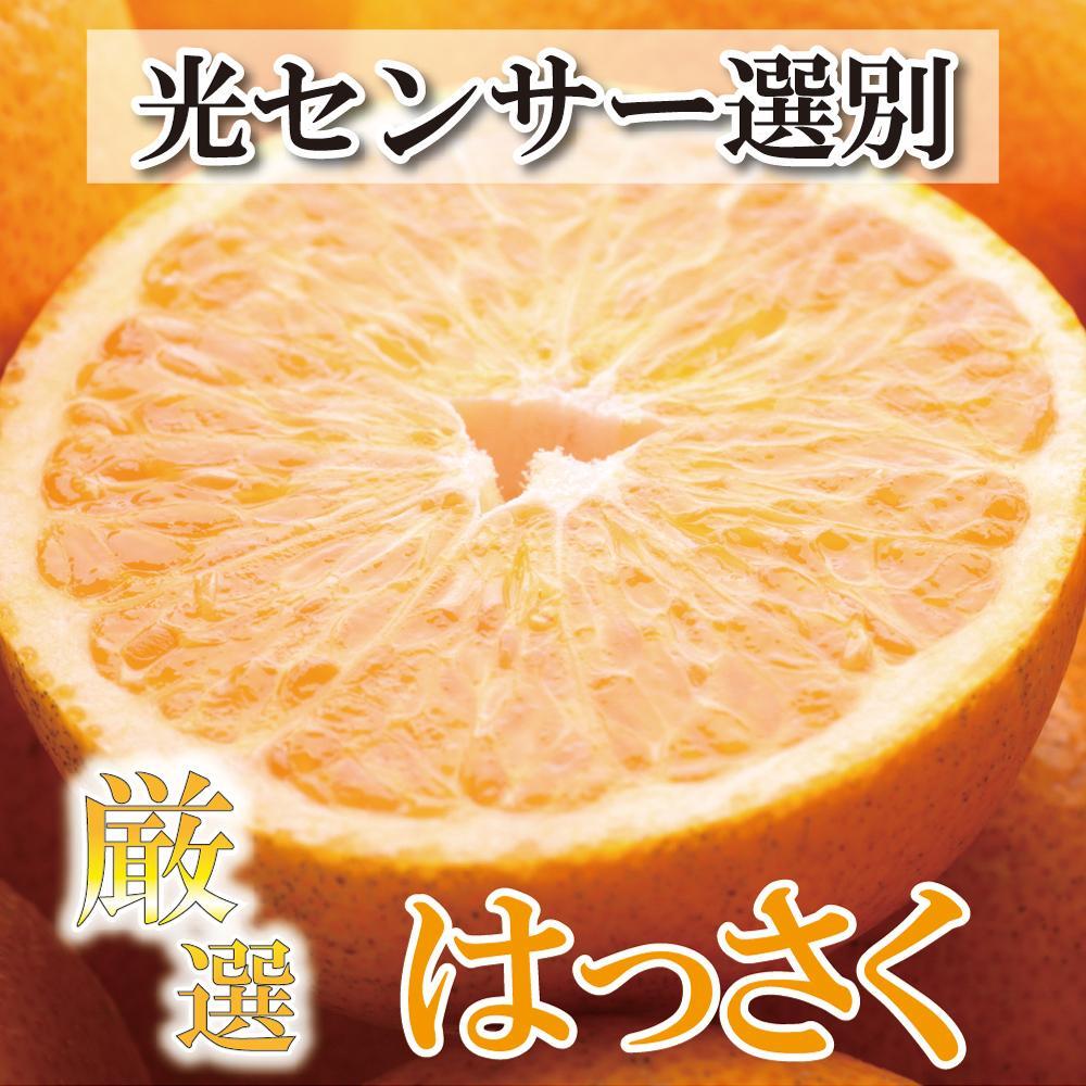 ＜1月より発送＞家庭用 はっさく6.5kg+195g（傷み補償分）【八朔みかん・ハッサク】【わけあり・訳あり】