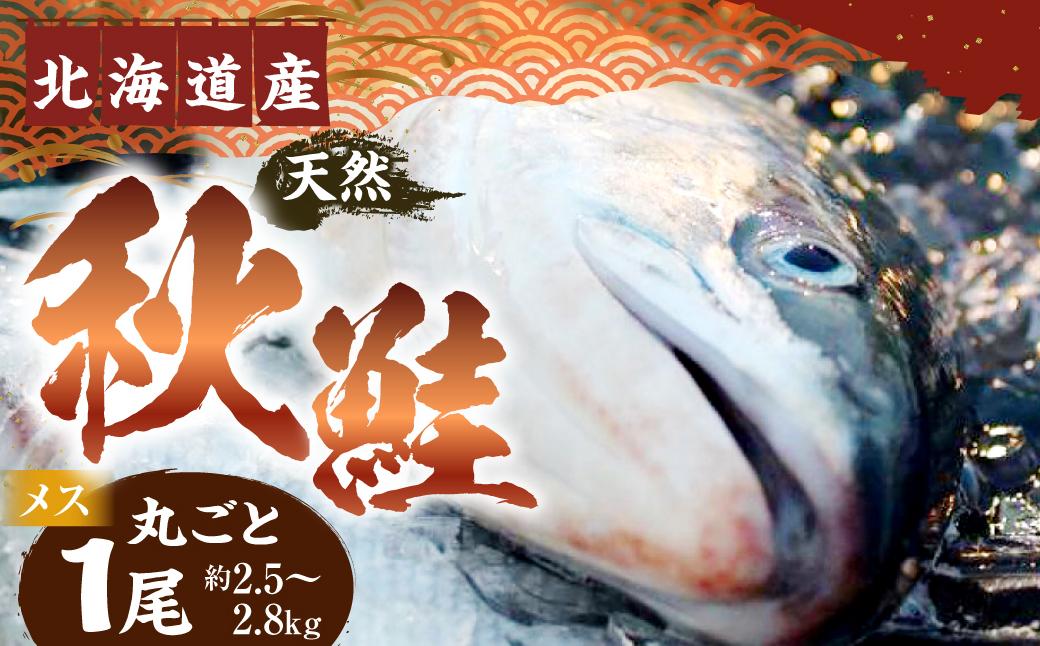 【2023年発送】秋鮭1尾（メス）約2.5kg～2.8kg