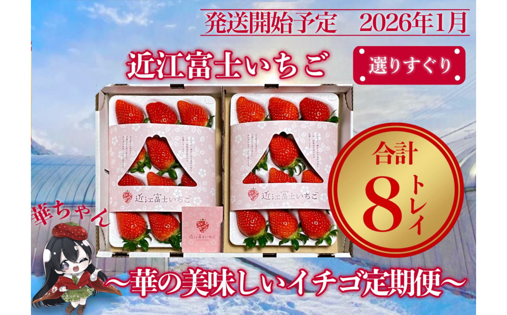 『近江富士いちご』選りすぐり！華の美味しいイチゴ定期便【9～15粒2トレイ×4回】