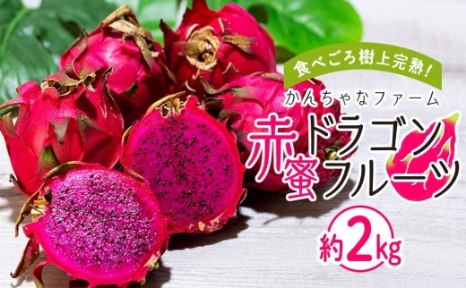 【先行予約】2024年発送　奄美大島産 食べごろ樹上完熟『赤蜜ドラゴンフルーツ』約2kg（5〜6玉）