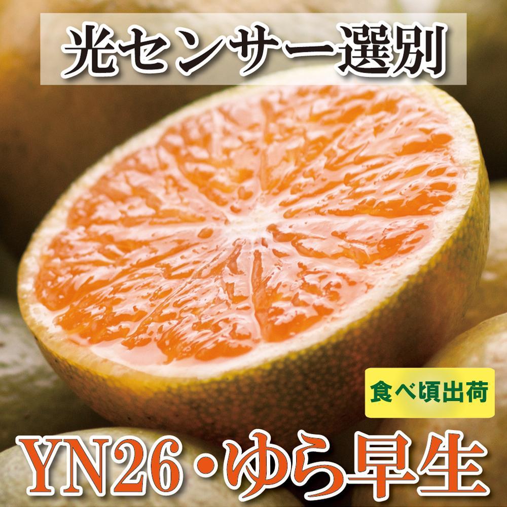 ＜9月より発送＞家庭用 極早生有田みかん3kg+90g（傷み補償分）YN26 ゆら早生 訳あり