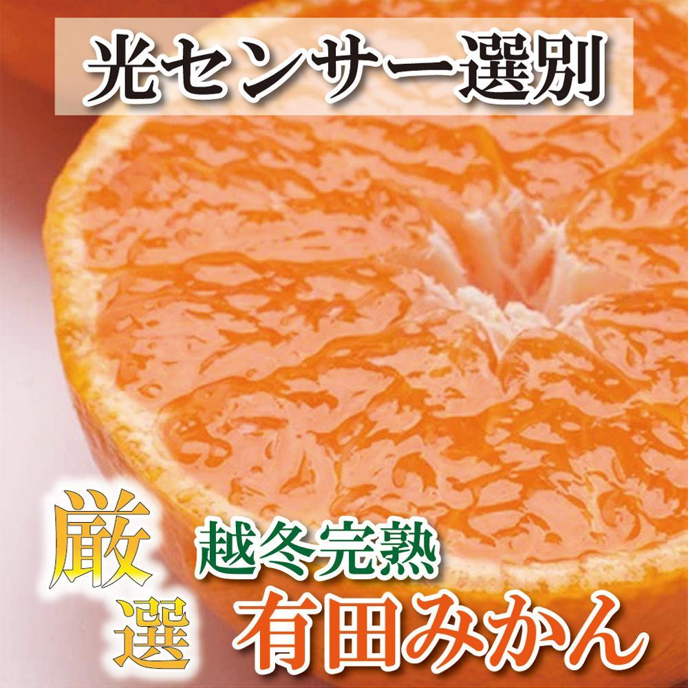 ＜2025年1月より発送＞厳選 越冬完熟みかん1.2kg+36g（傷み補償分）ハウスみかん