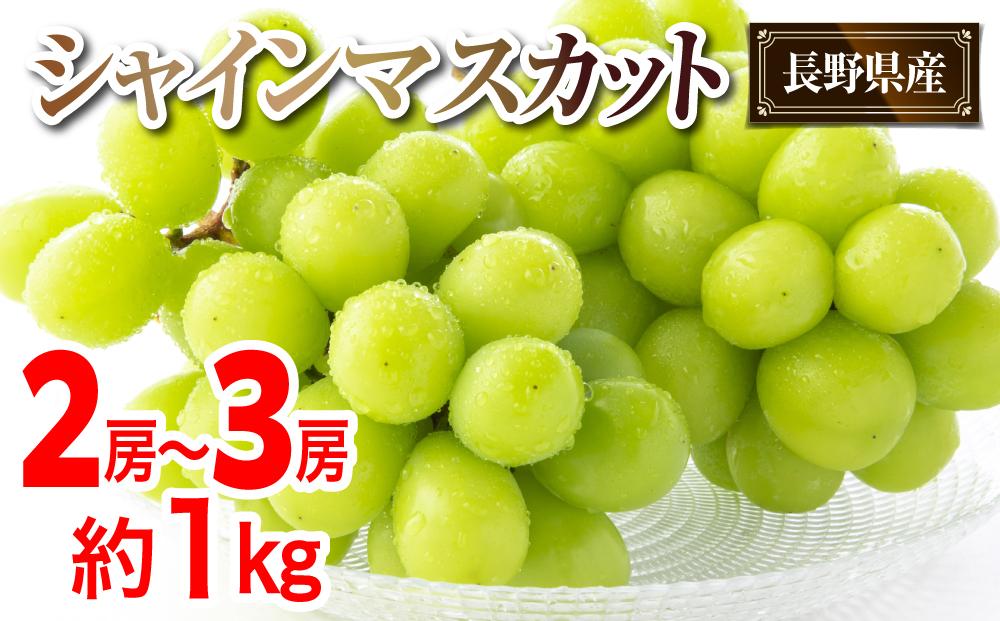 岡山県シャインマスカット10ー11房 5kg朝採り発送 無農薬、無