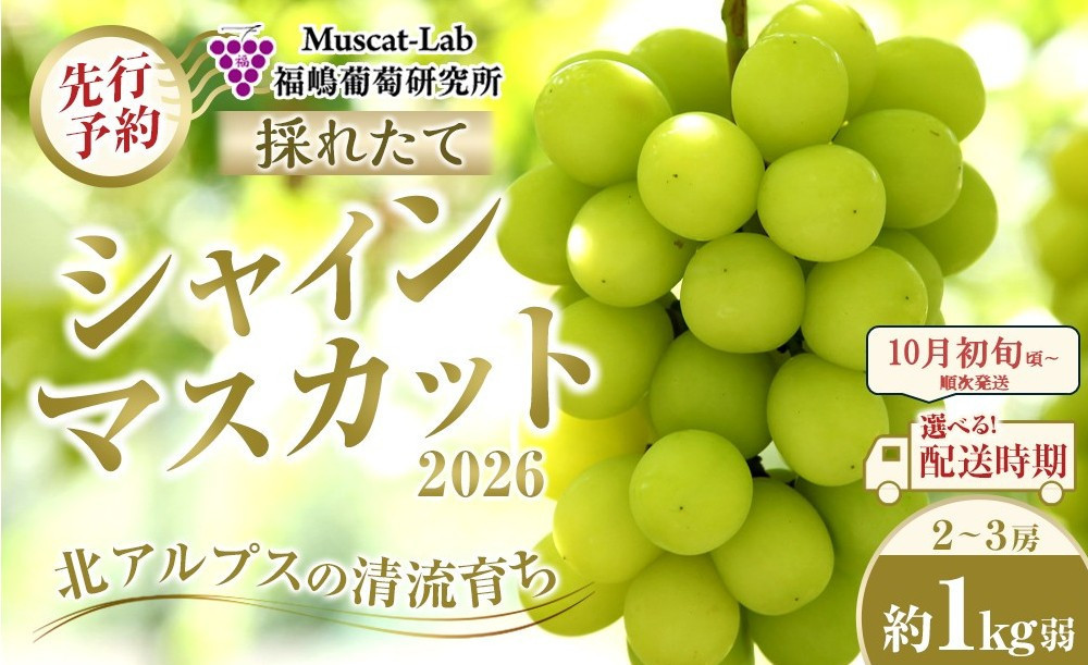 【先行予約】A　2026&nbsp;&nbsp;シャインマスカット　２房～３房　約1kg弱【2026年10月初旬頃～順次発送予定】長野県産&nbsp;　国際特許有機肥料栽培