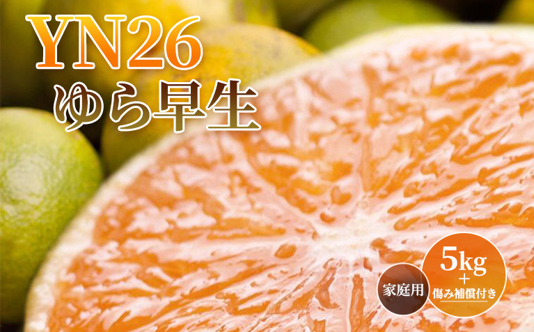 ＜9月より発送＞&nbsp;家庭用&nbsp;極早生&nbsp;有田みかん&nbsp;5kg+150g（傷み補償分）&nbsp;YN26&nbsp;ゆら早生&nbsp;訳あり&nbsp;わけあり&nbsp;［IKE166］