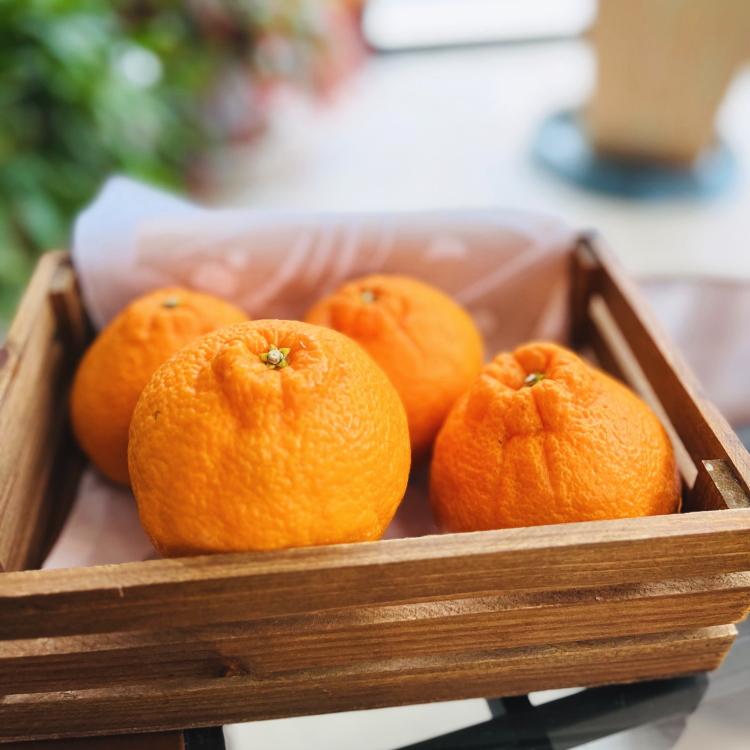 有田育ちの濃厚不知火(ご家庭用)&nbsp;約2.5kg［先行予約］［MS40］