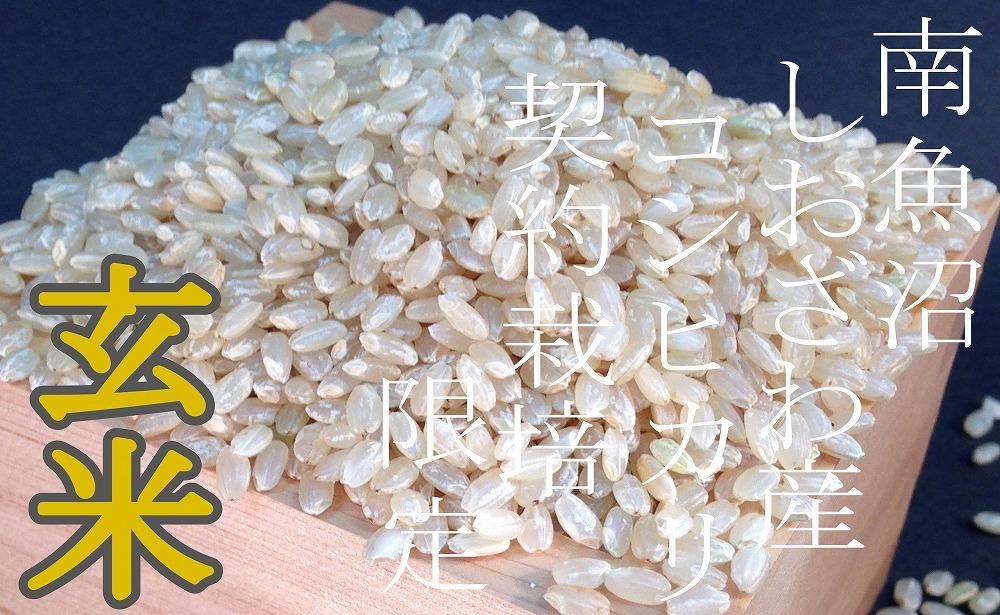 ○玄米○ 生産者限定 南魚沼しおざわ産コシヒカリ - 玄米
