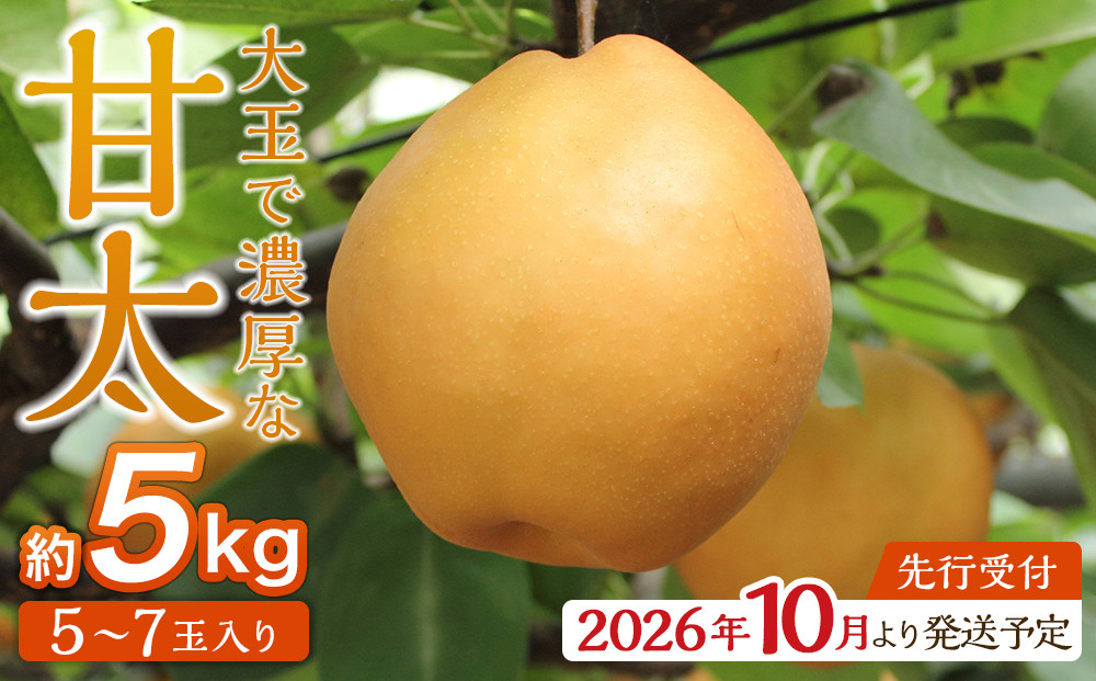 【2026年発送／先行予約】梨「甘太」約5kg（5～7玉入）【松崎果樹園】｜梨&nbsp;ナシ&nbsp;こだわりの梨&nbsp;フルーツ&nbsp;果物&nbsp;旬の梨&nbsp;宮城県角田市&nbsp;約5kg