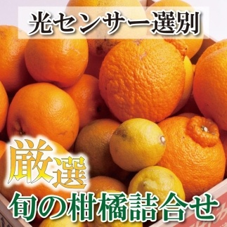 ＜3月より発送＞厳選旬の柑橘詰合せ5kg+150g（傷み補償分）【旬の柑橘詰合せ】【光センサー選別】