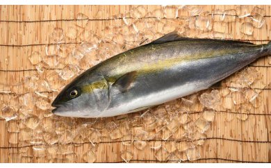 愛海の恵み 大分豊後水道産 政一郎の平政 養殖ヒラマサ 約3 4kg 1本 Jtbのふるさと納税サイト ふるぽ