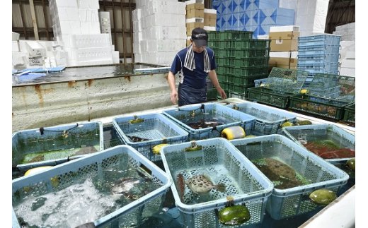 愛海の恵み 大分豊後水道産 政一郎の平政 養殖ヒラマサ 約3 4kg 1本 Jtbのふるさと納税サイト ふるぽ