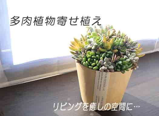 品切れ 多肉植物寄せ植え 1鉢 Jtbのふるさと納税サイト ふるぽ