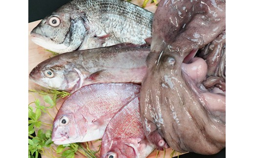 篠島 海の幸bbqセット 生タコ 季節の魚介類 4人分 Jtbのふるさと納税サイト ふるぽ