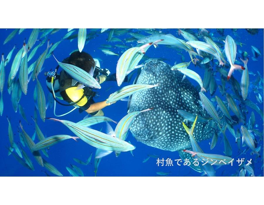 写真