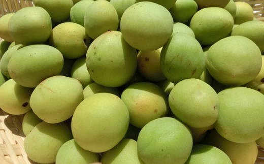 先行予約 和歌山名産 南高梅約5kg サイズ混合 ご家庭用選別 21年5月下旬 発送 Jtbのふるさと納税サイト ふるぽ