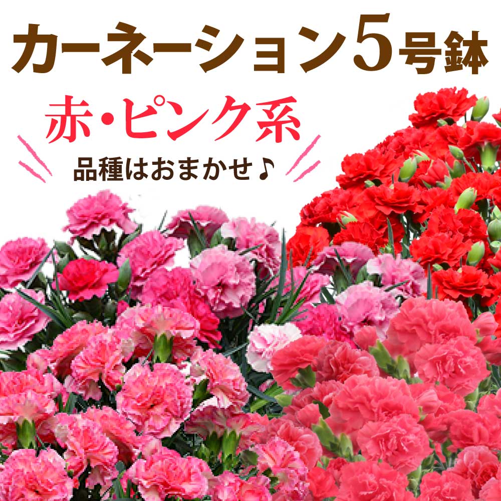 カーネーション5号鉢 赤 ピンク系 品種はおまかせ 母の日ギフトにも Jtbのふるさと納税サイト ふるぽ