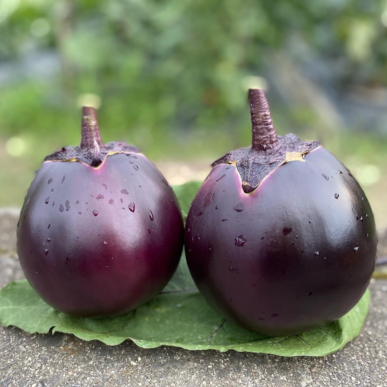 虹色farm 先行受付 23年7 8月発送 京ブランド野菜 賀茂茄子 かもなす 6個 約1 5kg Jtbのふるさと納税サイト ふるぽ