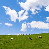 北海道標茶町のふるさと納税お礼の品1